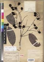 Image result for Dialium guineense