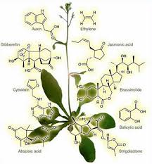 We did not find results for: Plant Life Hormones