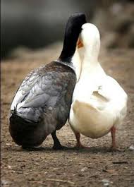 Bird With White Ring Around Neck Pin De Lisa Carroll En Animals Fotos De Aves Animales Felices Animales Lindos
