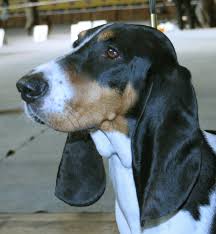 Image result for švycký honič