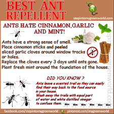 Do it yourself pest control. Homemade Pest Control Recipes Video Instructions Ant Repellent Organic Pest Control Organic Pest