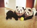 Toilettage - bébé Chow-Chow