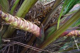 Image result for Raphia rostrata