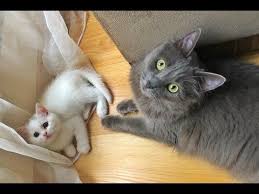 Eve Yeni Kedi Geldi Diger Kediyle Nasil Anlasti Youtube Kedi Cats Gelin