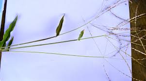 Image result for Alloteropsis