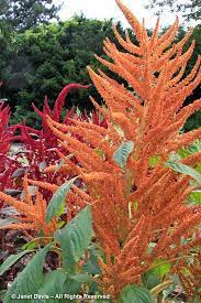 6 Amaranthus Hypochondriacus Golden Giant Orange Flowers Peach Flowers Shrub Roses