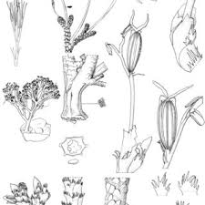 Image result for Neoholstia tenuifolia