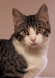 Black And White Cat With Brown Eyes Cali Is A Stunning Little Tuxedo Tabby With Gray Stripes And Bright White Mask Bib And Socks She Has The Mos American Shorthair Cat Tabby American Shorthair
