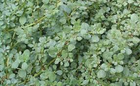 Image result for Trianthema portulacastrum