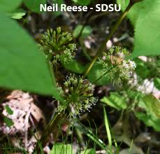 Image result for Araliaceae