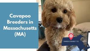 The cavapoo is an adaptable dog that adjusts to various lifestyles. 17 Cavapoo Breeders In Massachusetts Ma Cavapoo Puppies For Sale Animalfate