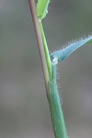 Image result for Digitaria pulchra