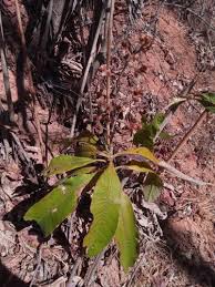 Image result for Vernonia melanocoma