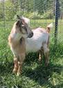 central MI for sale by owner "goats" - craigslist