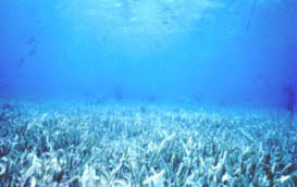 a guide to seagrasses in florida from florida marine guide com