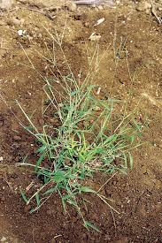Image result for Digitaria diagonalis