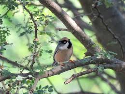 Image result for Leucas tettensis