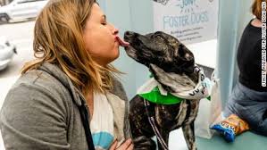 Visit our foster care program faqs here. New York Dog Rescues Report An Unprecedented Surge In Applications As Coronavirus Keeps Humans Isolated Cnn