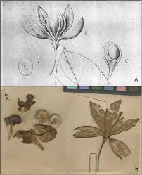 Image result for Malvaceae subfamily Bombacoideae
