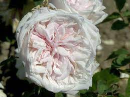Rosier ancien, variété de rosier bourbon. Souvenir De La Malmaison Historische Rose Bourbonrose Starker Duft Th Rosa Souvenir De La Malmaison Hauenstein Ag