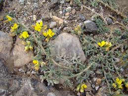 Image result for Argyrolobium rupestre