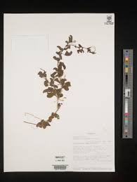 Image result for Momordica pterocarpa