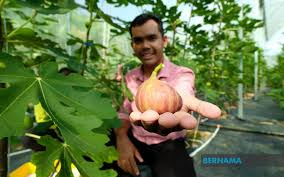 Buku ini dijual di kedai buku di seluruh negara dengan harga rm399. Bernama Cinta Buah Tin Jadikan Guru Agama Usahawan Berjaya