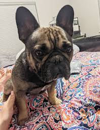 The pacific nw french bulldog club, inc is a fully licensed american kennel club specialty club. Nearly Paralyzed French Bulldog Walking Again Thanks To New Surgery People Com