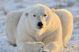 Risultati immagini per animals that live in nunavut