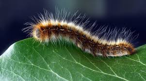 This itchy, contagious skin rash may be caused by a bacterial or learn about creams, sprays, and lotions that treat jock itch or tinea cruris. Diy Remedies To Protect Your Home Garden From Caterpillars Lifestyle News The Indian Express