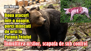 Am vazut, de dimineata, o idee bazata pe cartea mergem la vanatoare de ursi, de michael rosen. DouÄƒ Atacuri Intr O Noapte Porci MancaÈ›i De UrÈ™i La Poiana Teiului InmulÈ›irea UrÈ™ilor ScÄƒpatÄƒ De Sub Control