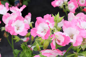 Fuchsiavale Nursery De Beers Group