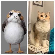 My Friends Cat Resembles A Porghttps I Redd It 5ksjtnr0om241 Jpg Cute Animals Animals Cats