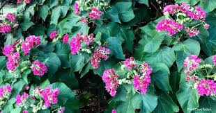 Image result for Dombeya buettneri