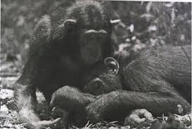 Image result for Argomuellera