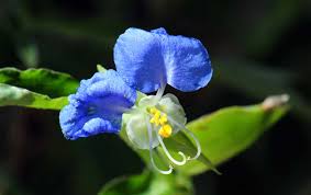 Image result for Commelina capitata