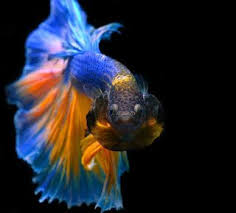 Aplikasi ikan koi wallpaper terindah ini adalah aplikasi wallpaper yang menampilkan keindahan dan this most beautiful koi fish wallpaper application is a wallpaper application that displays the. Wallpaper Ikan Cupang Ikan Cupang Hias Koi Plakat Fancy Giant Halfmoon Rosetail Ikan Cupang Ikan Betta