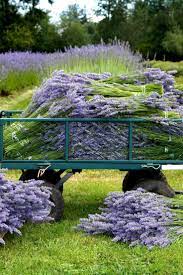 Harvesting Lavender Can You Imagine The Fragrance In The Air Planting A Few Of These This Year For S Giardino Di Lavanda Fiori Di Lavanda Giardino Di Fiori