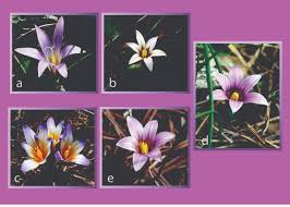 Image result for Romulea