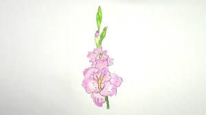 Beautiful pencil gladiolus flower grey drawing sketch illustration perfect for invitations. How To Draw Gladiolus Flower Step By Step Very Easy Youtube