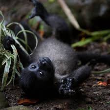 Cдmila ✨ on liveme.com viewers: Can You Rub My Belly Visitcostarica Visit Costa Rica Gorilla Animals