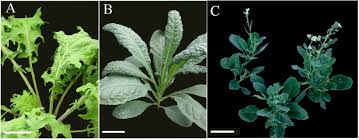Check spelling or type a new query. Frontiers The Molecular Basis Of Kale Domestication Transcriptional Profiling Of Developing Leaves Provides New Insights Into The Evolution Of A Brassica Oleracea Vegetative Morphotype Plant Science