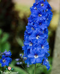 1 277 Begenme 17 Yorum Instagram Da Tohum Cenneti Tohumcenneti Urun Adi Mavi Hazeran Cic In 2020 Delphinium Flowers Flowers Perennials Larkspur Flower
