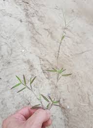 Image result for Daknopholis