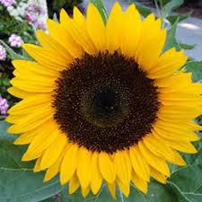 Pin By Wendy On Tattoo Flower Seeds Planting Sunflowers Annual Flowers