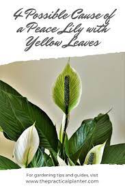 Peace lily plant care guide: Pin On Plants Gardening