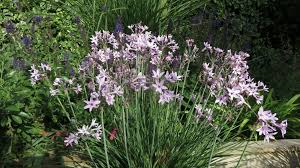 Image result for Tulbaghia sp. cf. violacea