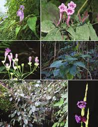 Image result for Strobilanthes