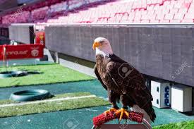Derbi eterno, das ewige duell. Guia Vitoria Englisch Victory Eagle Ist Das Maskottchen Des Portugiesischen Klubs Sl Benfica Lizenzfreie Fotos Bilder Und Stock Fotografie Image 95734177