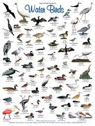 Birds Of The Bahamas Field Guide Rockport Tx 78381 Pet Birds Bird Poster Backyard Birds